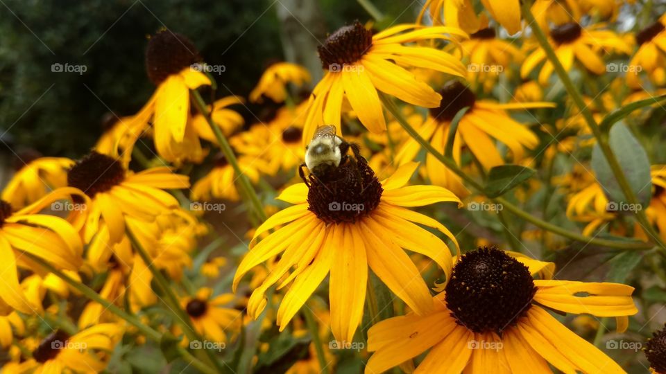 Nature, Flower, Summer, No Person, Insect