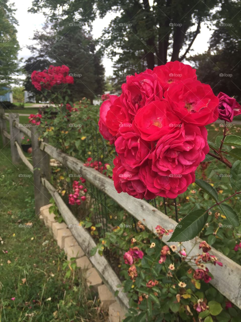 Roses blooming along a fence line.