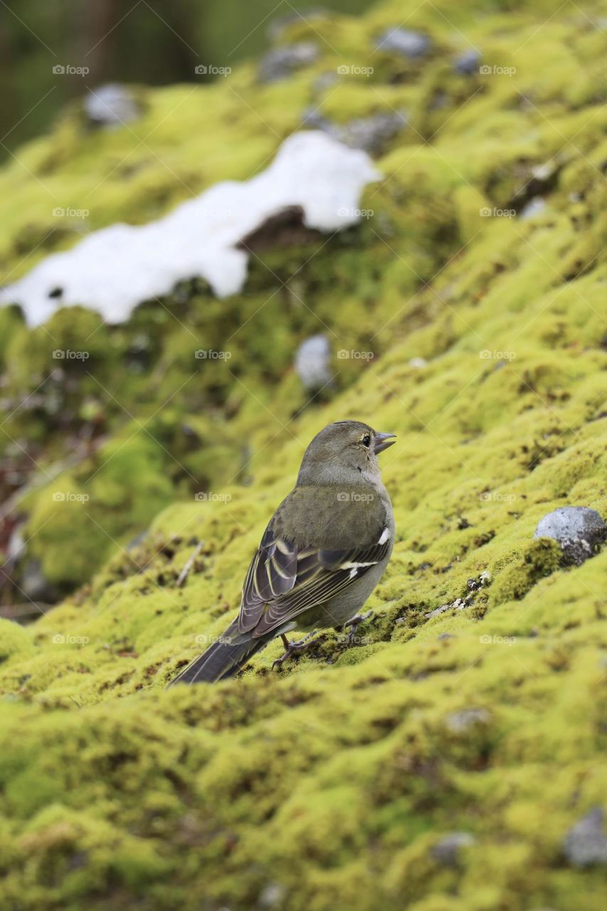 Ein Buchfink-Weibchen hält inne auf einem von Moos bedeckten Stein – Naturidylle in sattem Grün.