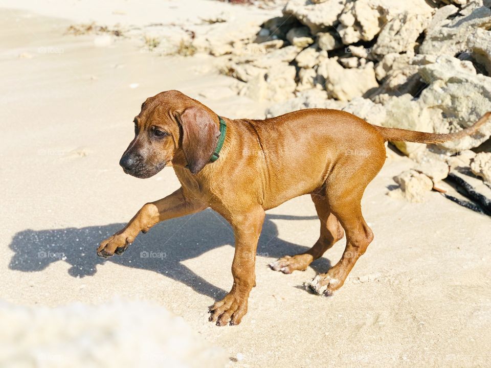 Rhodesian Ridgeback in the beach. 