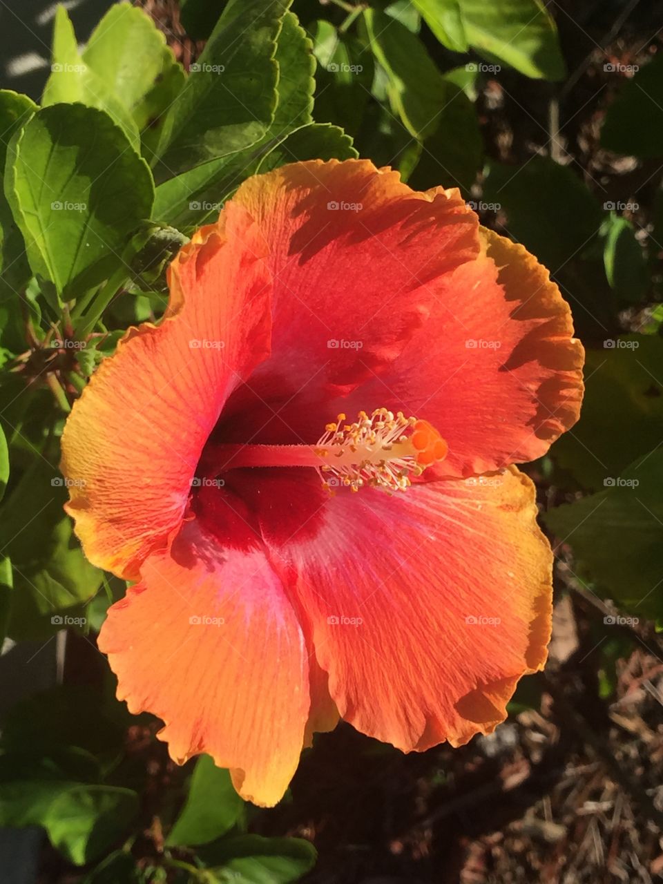 Hibiscus 