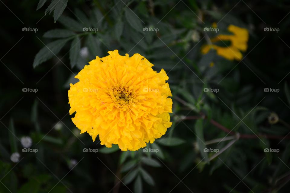 Beautiful Marigold flower in the garden