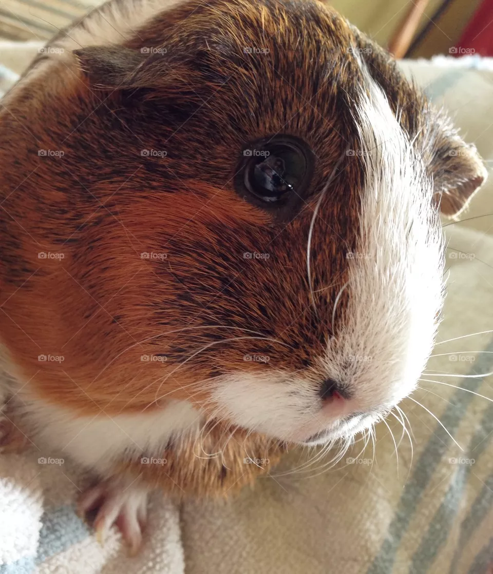 Lola 