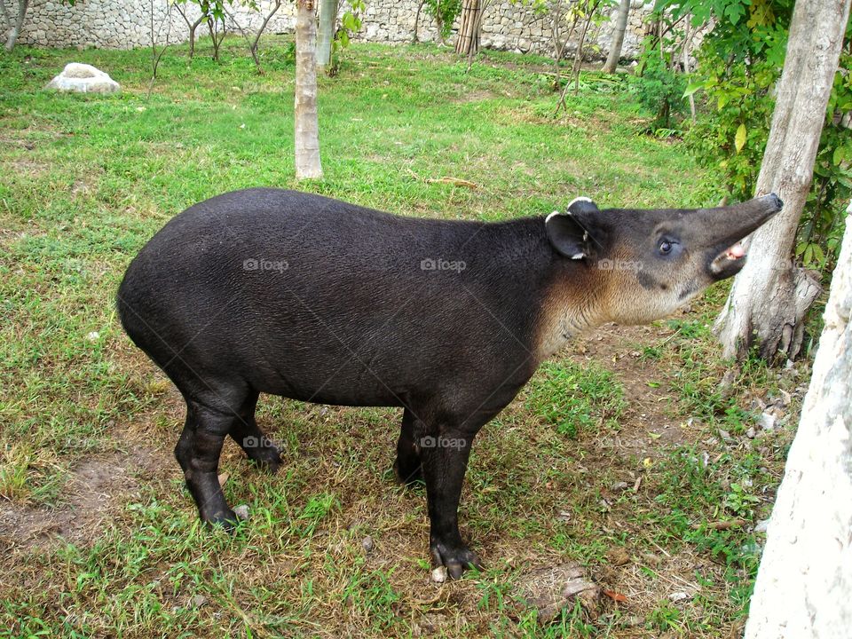 animal, tapir