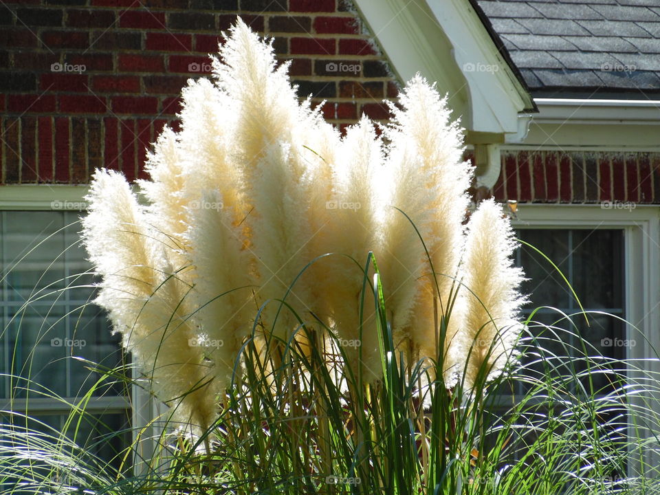 feather duster. This is a picture of a common plant in the Graham area.