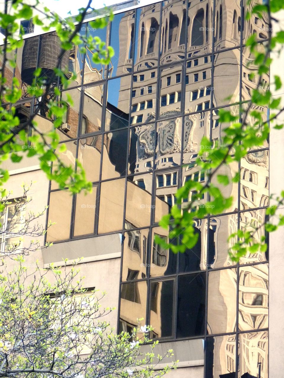 Spring Reflections. Spring trees and buildings reflected in glass exterior