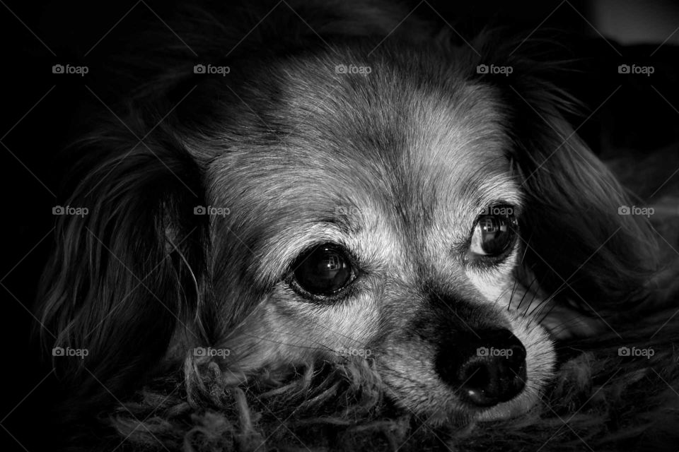 cute dachshund x chihuahua dog relaxing on a pillow black and white portrait