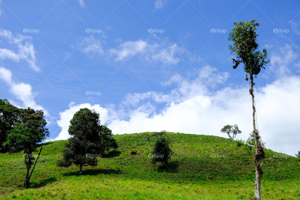 Green field with trees and blue sky