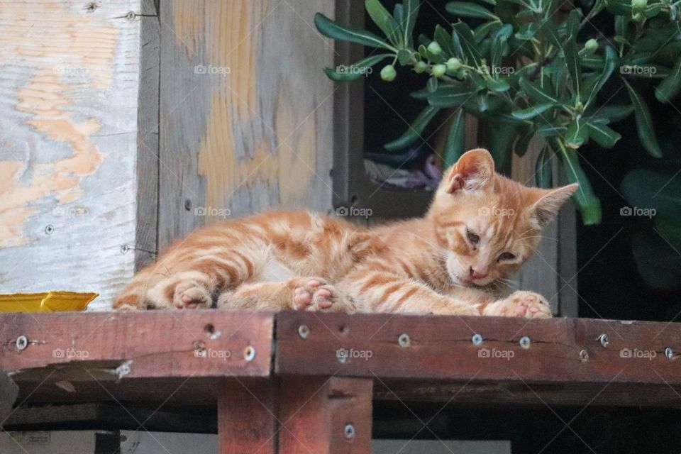 Orange coated kitten taking care of a hygiene