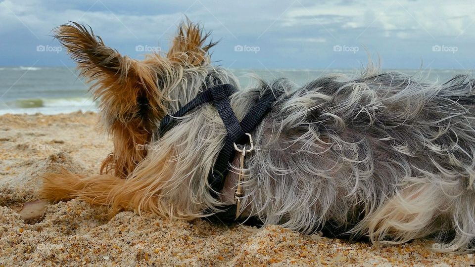 Dog Resting on Beach