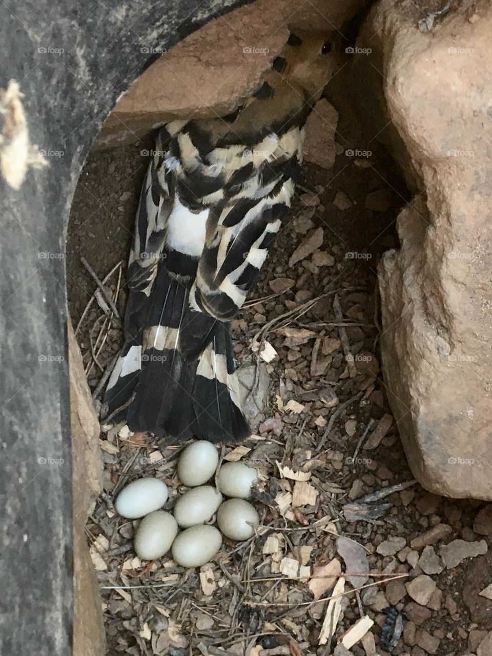 New family promise for hoopoe