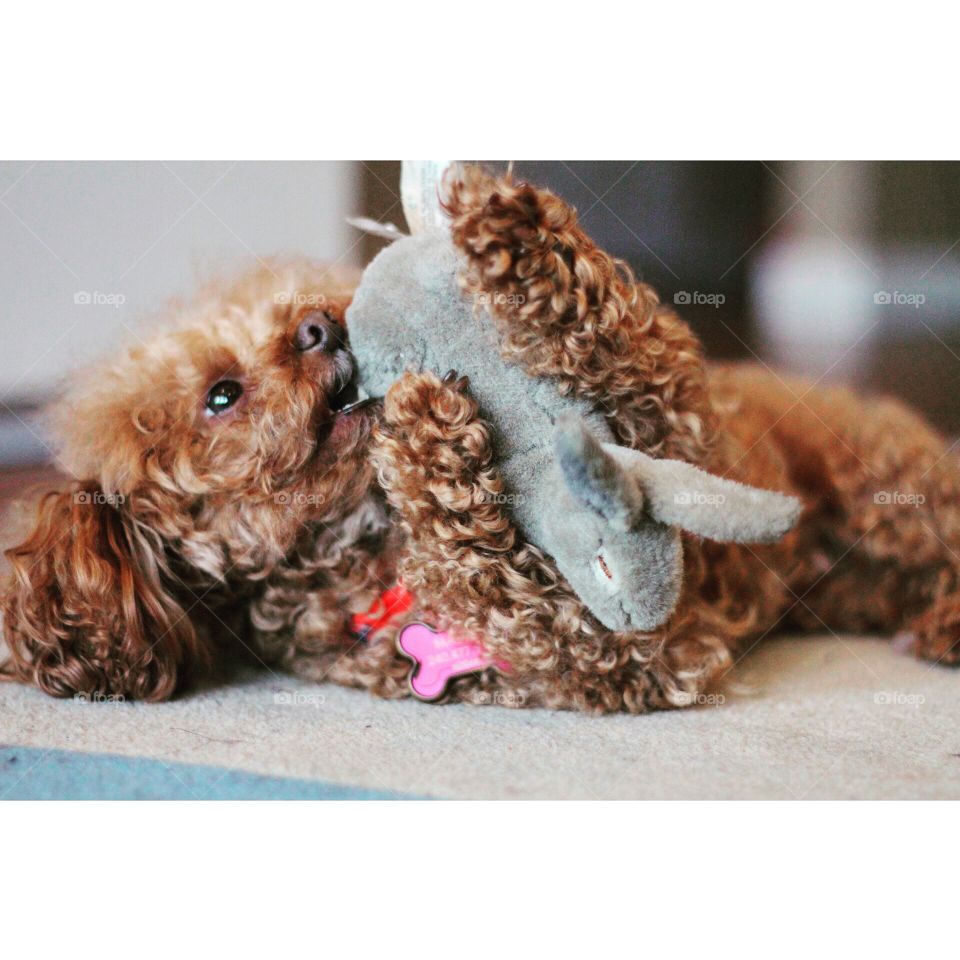 Puppy playing with toy. My miniature poodle dog, Momo loves playing with her toy 