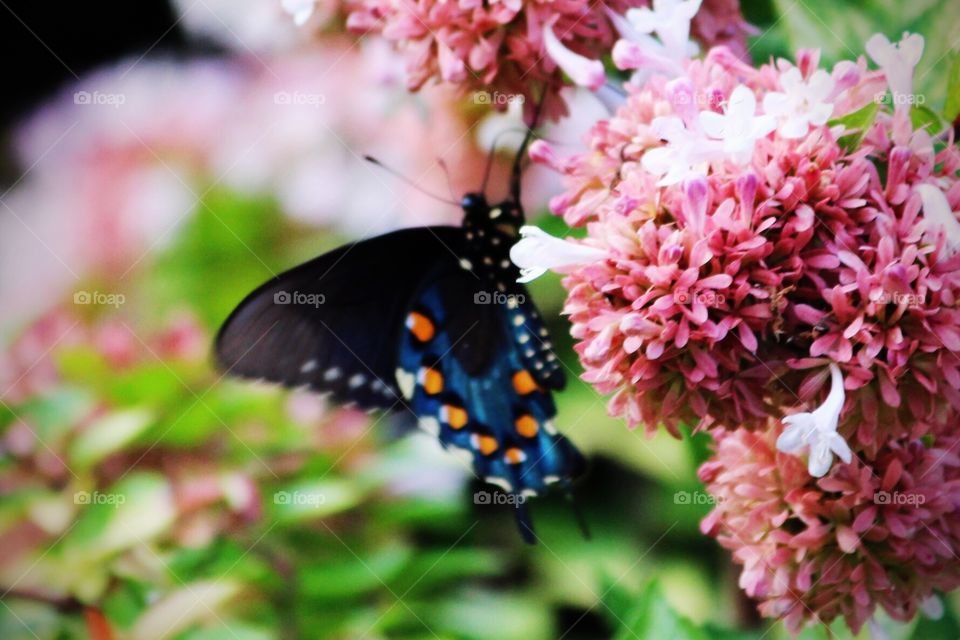 Orange and blue butterfly 