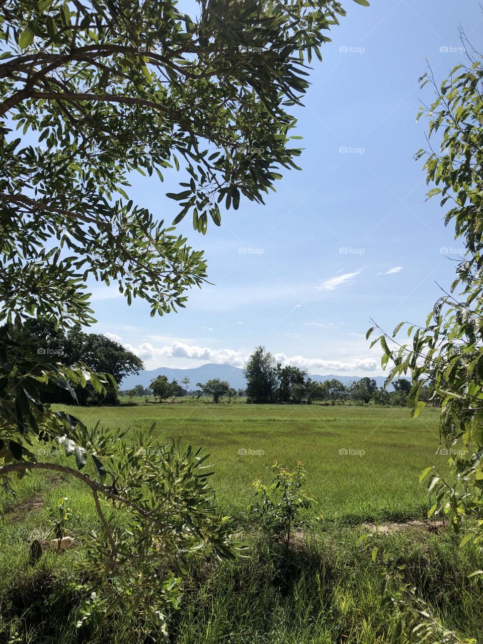 Holiday with my family, Countryside ( Thailand 🇹🇭