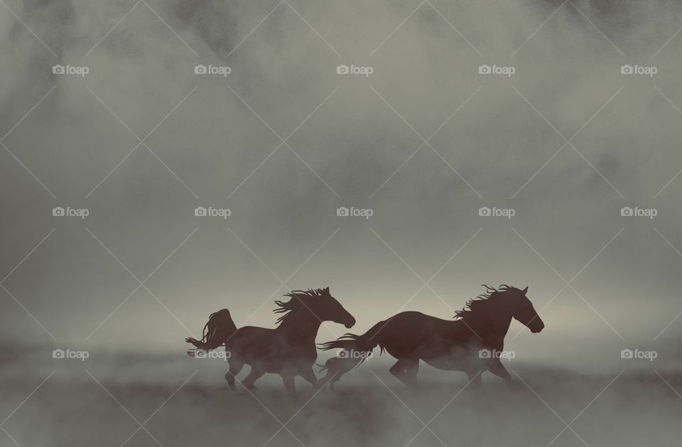 Horses & foggy day