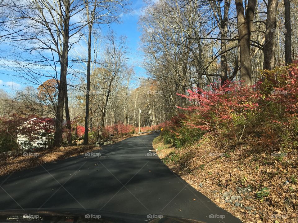 November foliage