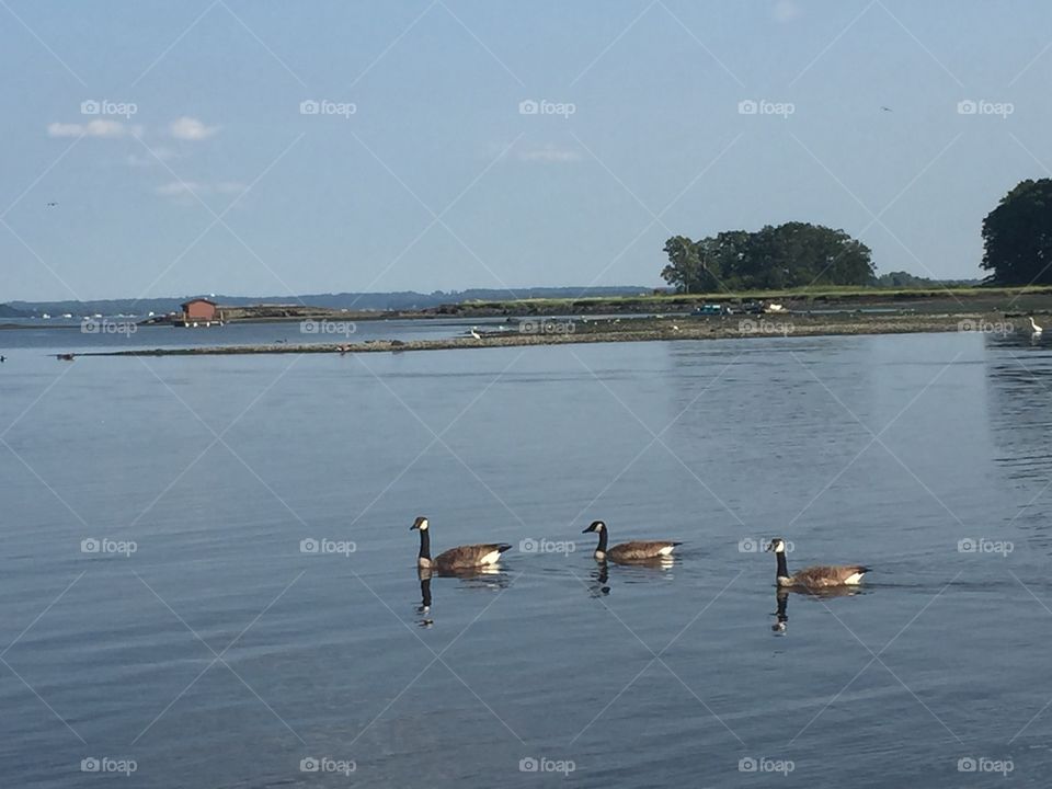 Three Canadian geese swimming casually along near Glenn Island Park in New York