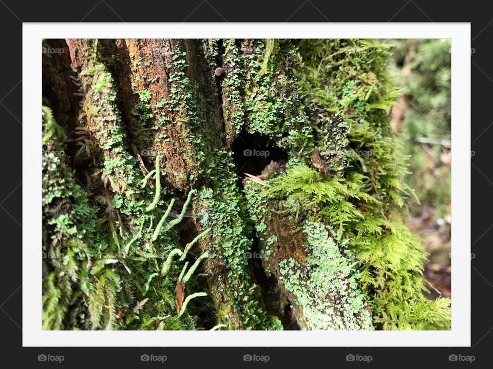 Moss and Mushroom etang des royes 