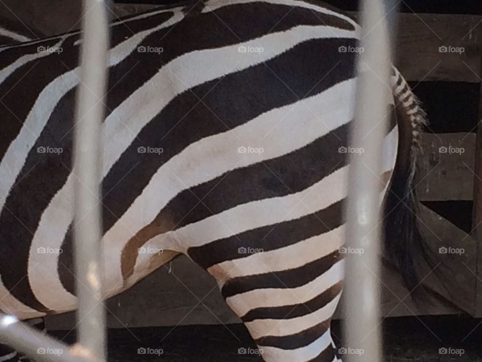 Zebra stripes 