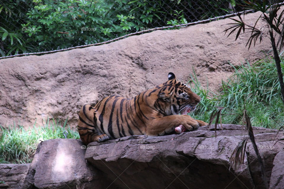Tiger eating meat (San Diego Zoo)