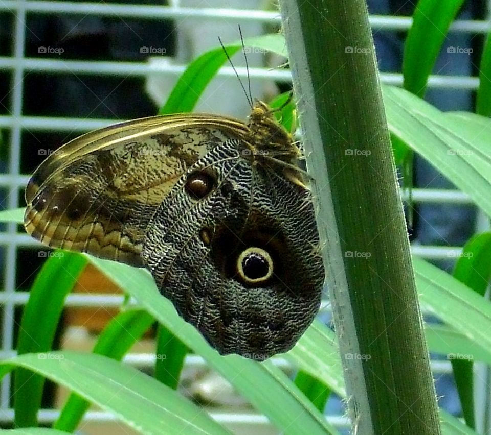 close up of colored butterfly