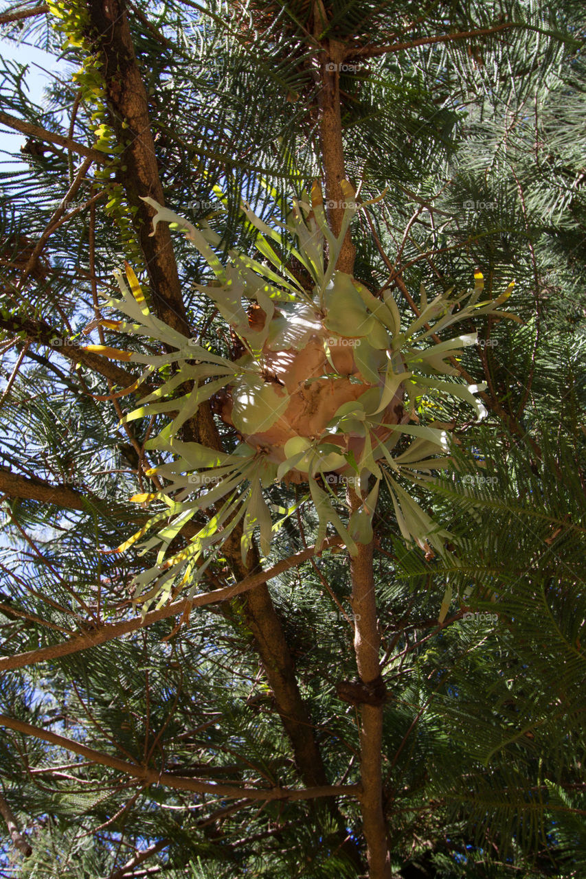 Looking up at Large Stag Horn 