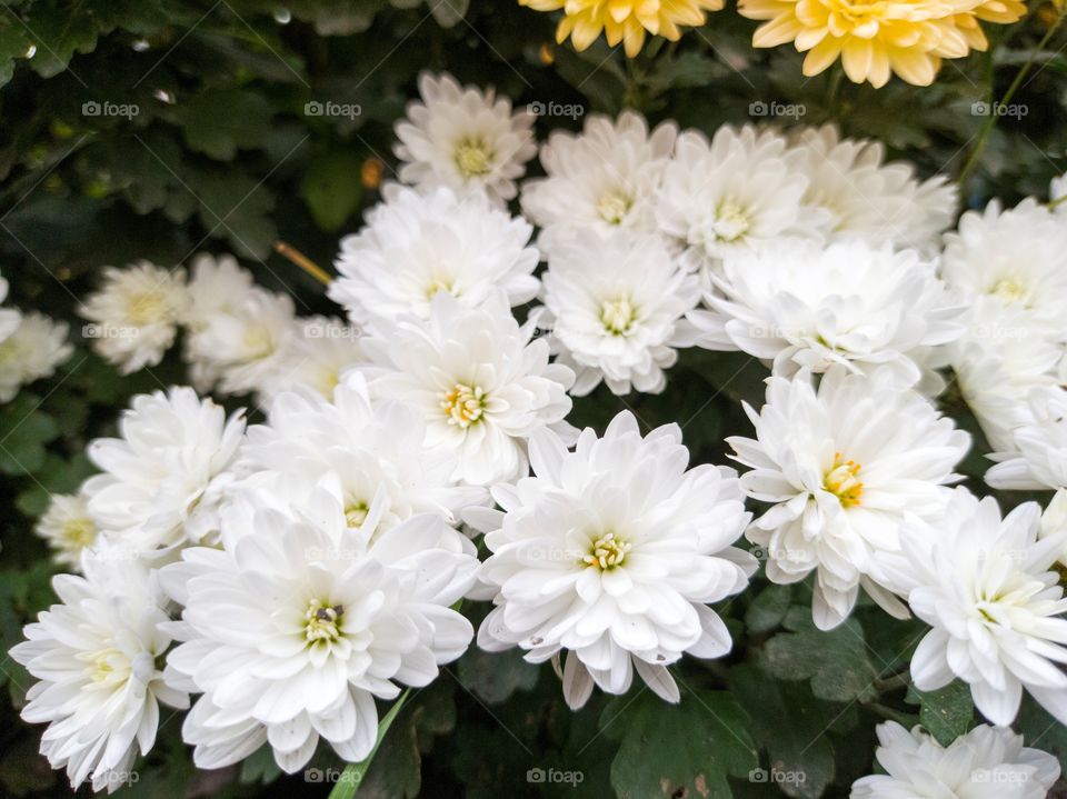 White garden chrysanthemums.