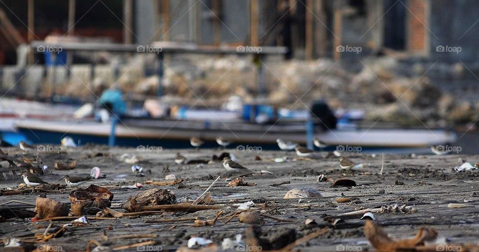 Common Sandpiper. Incommon migratory shorebirds to the site of sea. Kindly tourism sea visited for interest to be the resedential species bird there . Grouping member one for distancing, and waiting others to complete it .