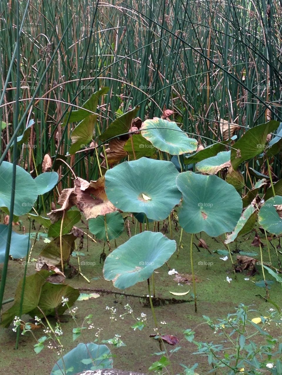 Lily pads