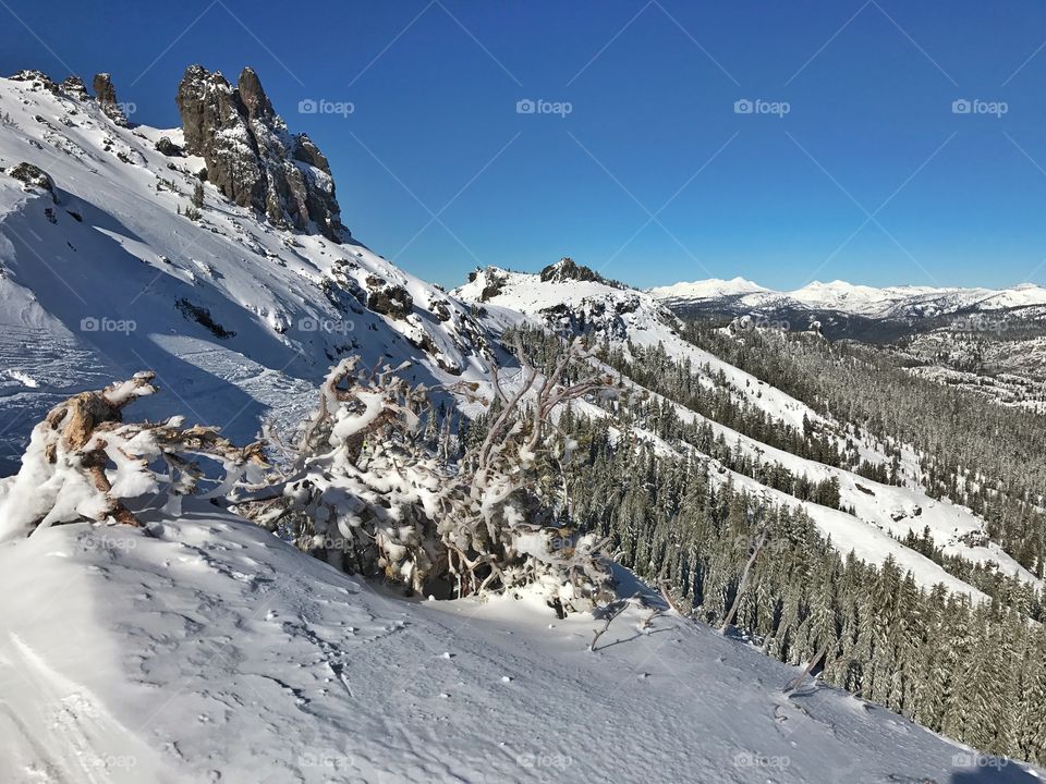 View of frozen trees during winter