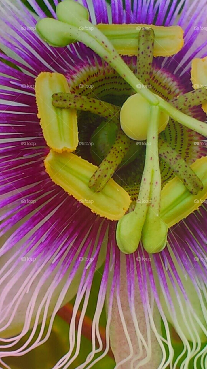 "Colorful Passion Flower "
