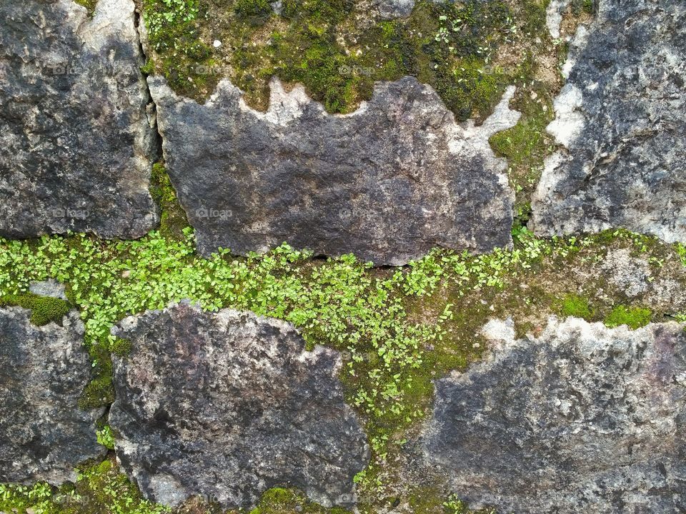 Stone grass texture