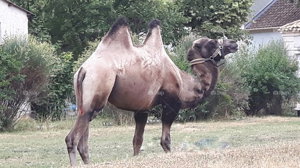 Circus camel in Provence,  France