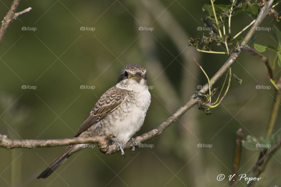 Red - backed shrike