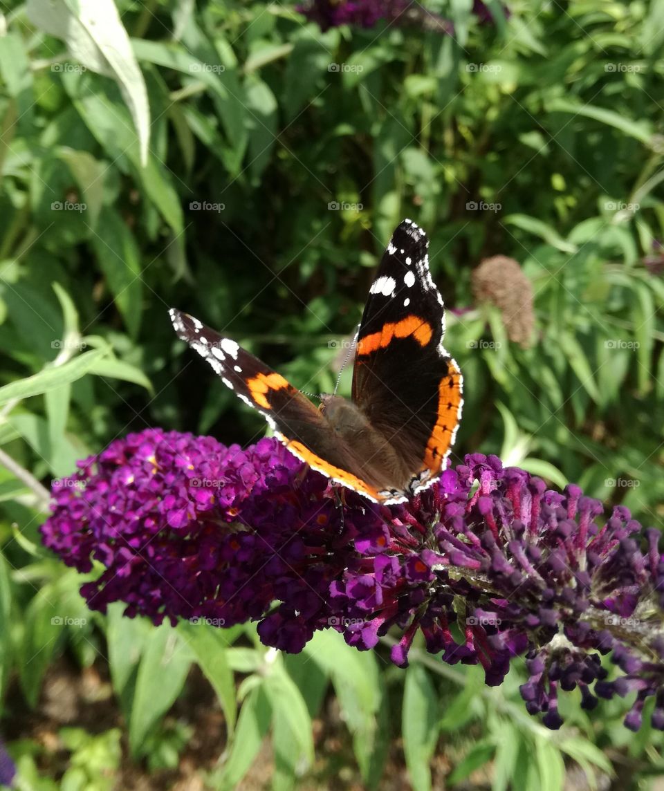 butterfly beauty