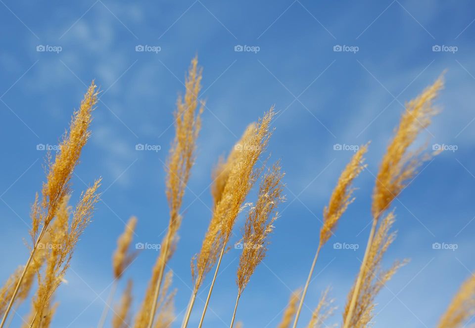 beautiful yellow wheat sprouts on blue sky background, nature