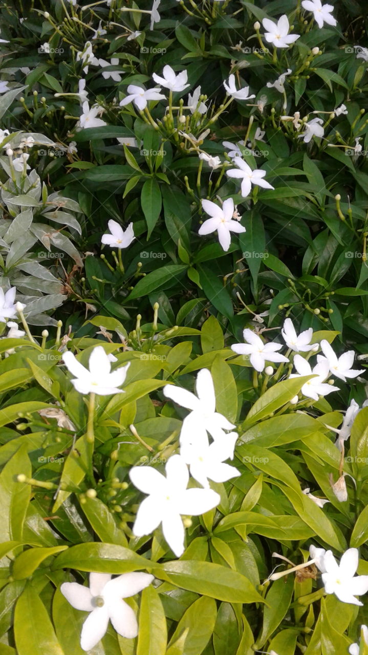 Nature create beauty