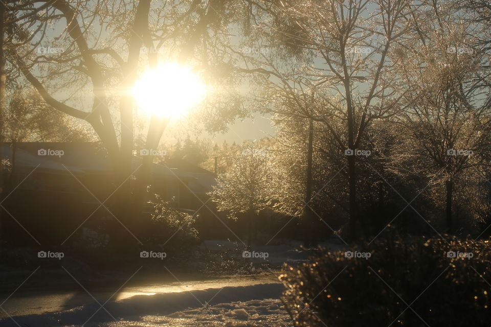 Trees covered in ice, photo of backyard