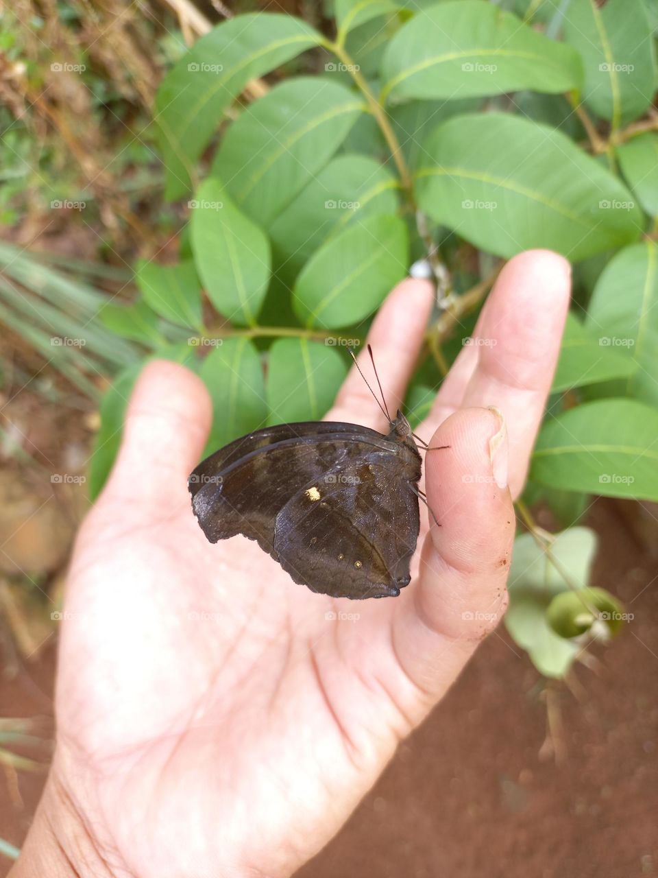 Beautiful butterfly perched on the fingers