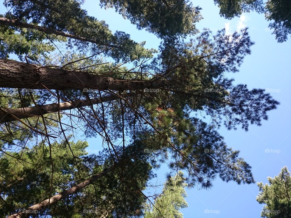 Pine tree Forrest