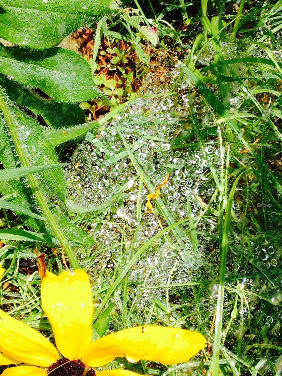 Green Color Story - spider web