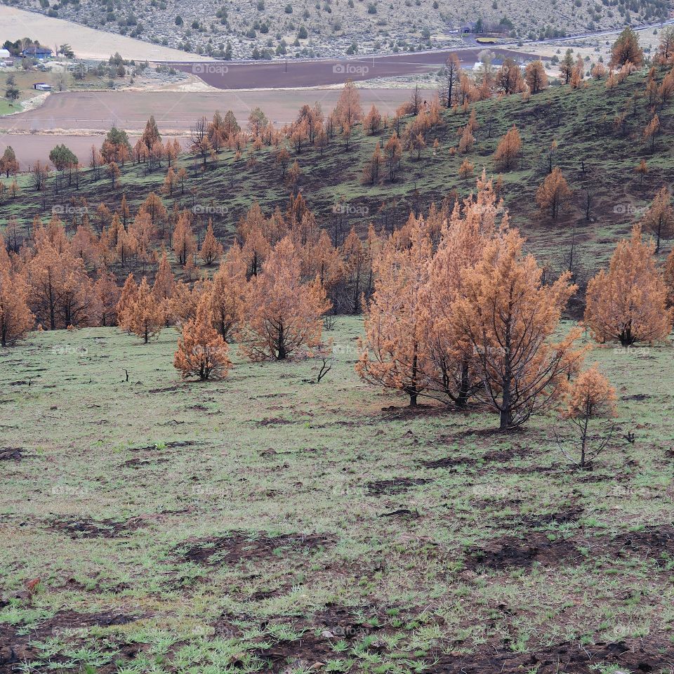 The aftermath of a fire a year ago leaves a forest of juniper trees blackened and contrasting with fresh green spring grass on a hill overlooking Central Oregon farmland. 