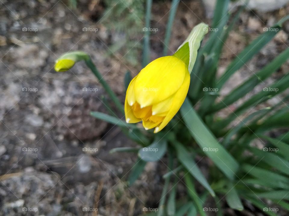 yellow narcissus