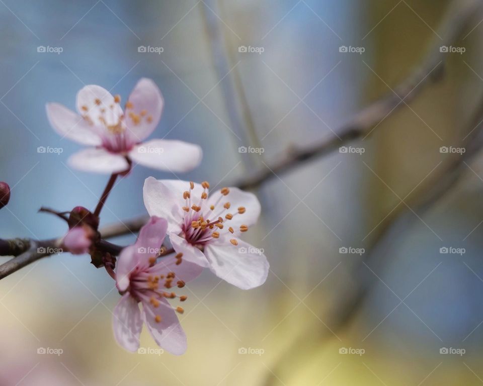 Close-up of blossoms