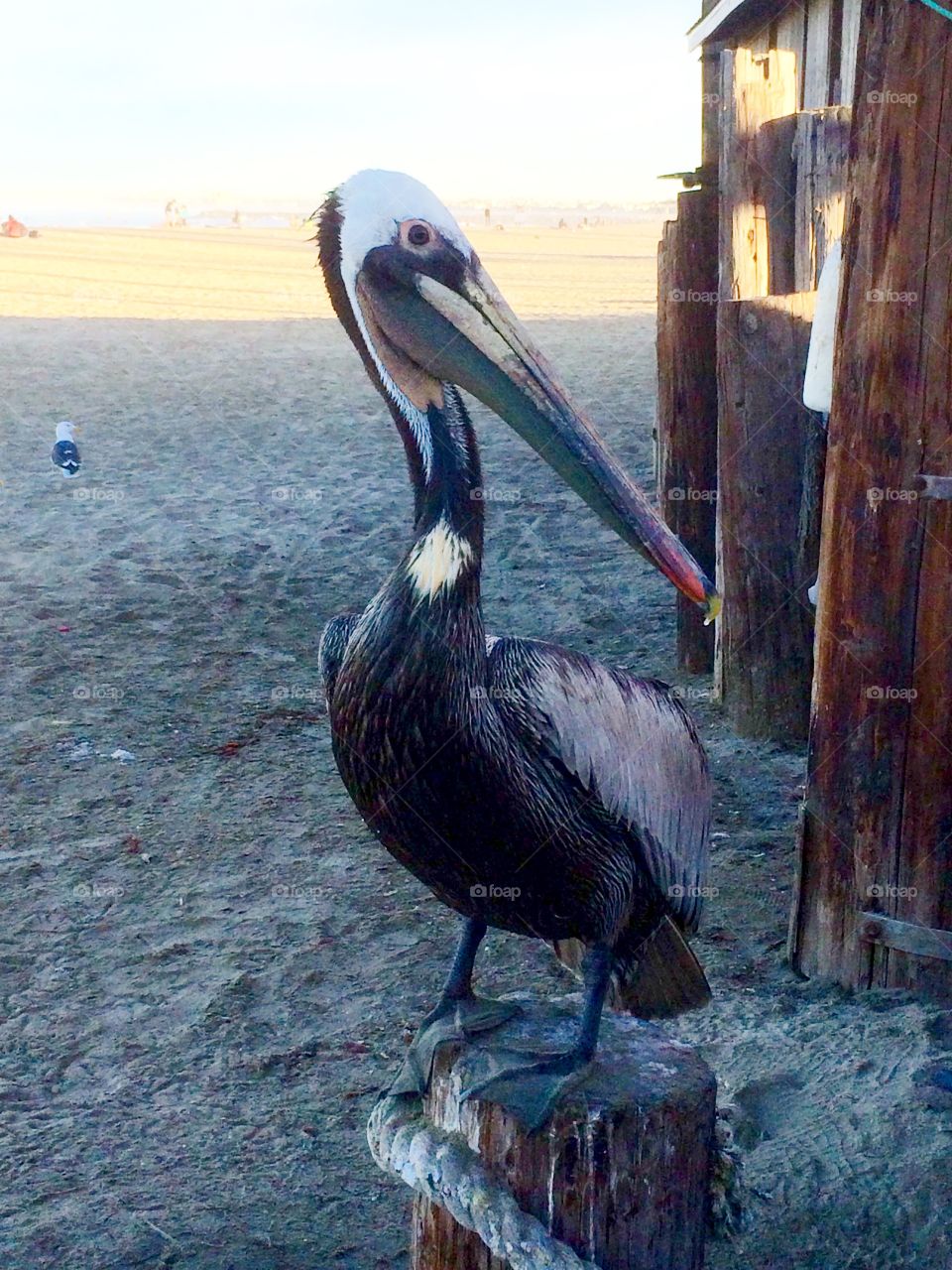 Strke a pose. Pelican posing at sunrise