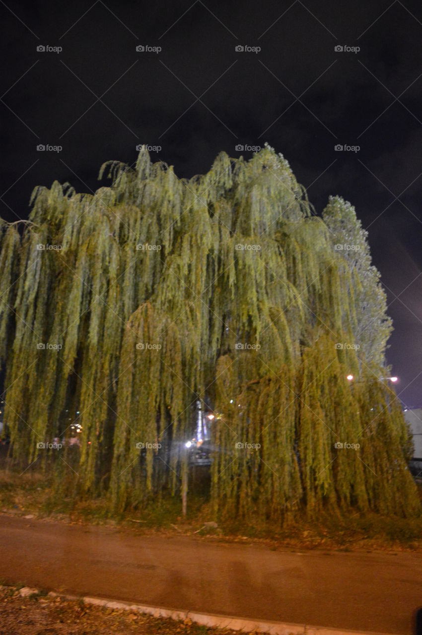 huge  weeping willow