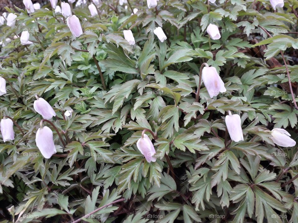 springtime in the wood