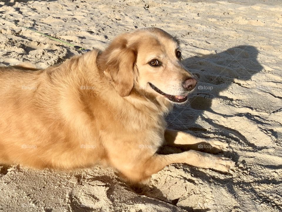 It’s s dogs’ life