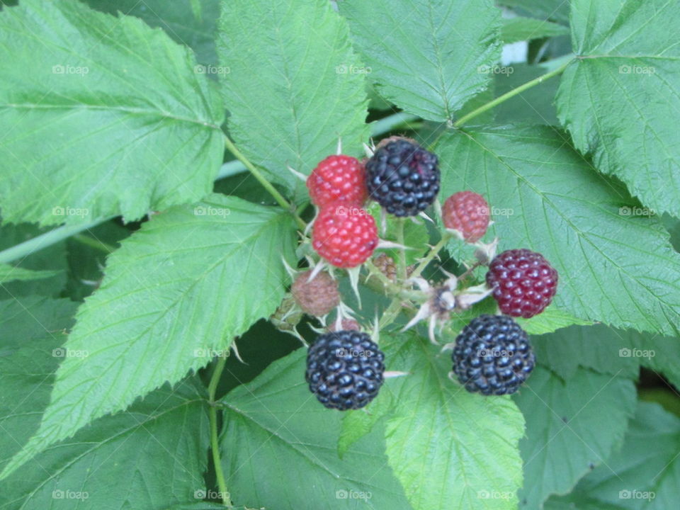 berries