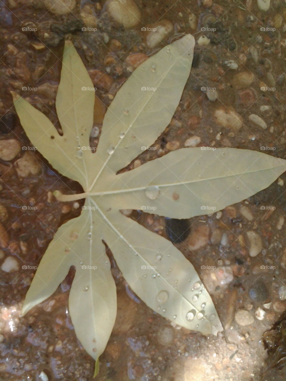 Big leaf and drops of water